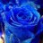 rosa5