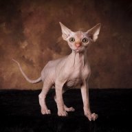 Goshynchik