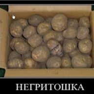 илья король