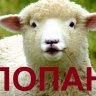 Попанские игры