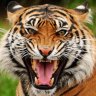Tigr-r