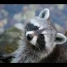 Raccoonstock