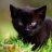 CatCat